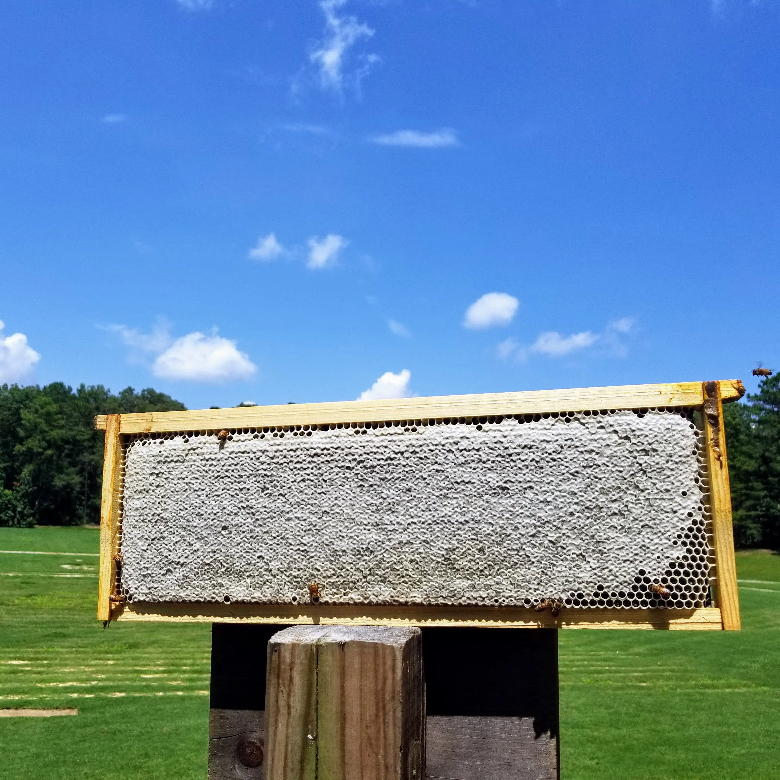 Medium, Black Plastic Foundation with Double Beeswax